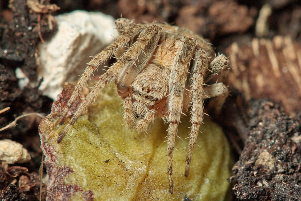 Neoscona subfusca - Malta